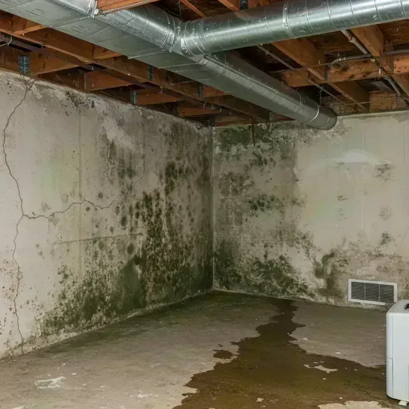 Professional Mold Removal in Mount Sterling, IL